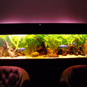 aquarium de salon