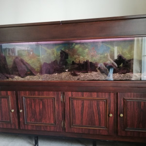 aquarium de salon