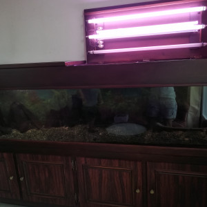 aquarium de salon