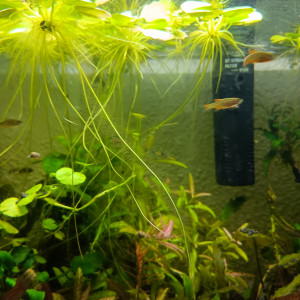 Galaxy rasbora 1€50