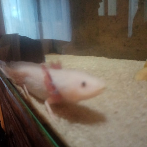 Axolotl mâle leucistique