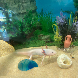 Donne axolotl