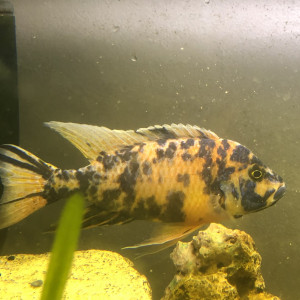 AULONOCARA RUBESCENS ORANGE BLEU