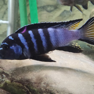 Pseudotropheus Elongatus M'panga