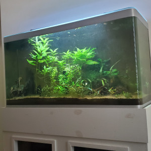 Donne une dizaine de killies gardneri, plantes et crevettes