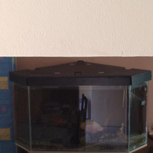 Aquarium d'angle 600l plus poissons