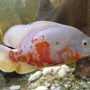 Aquarium d'angle 1080l plus poissons