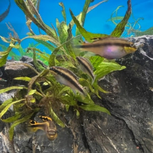 Poisson pelvicachromis pulcher (pelmato. pulcher.)