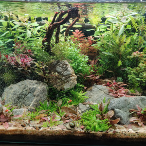 Plantes Aquarium - Plusieurs Variétés