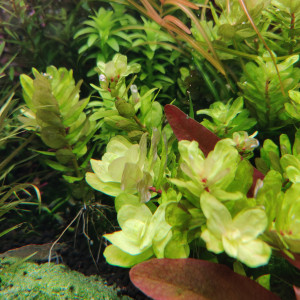 Plantes Aquarium - Plusieurs Variétés