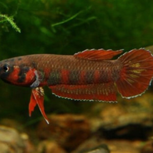 Betta rubra et Betta albimarginata