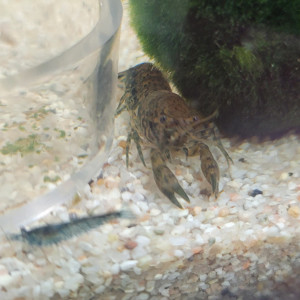 Écrevisses cambarellus diminutus