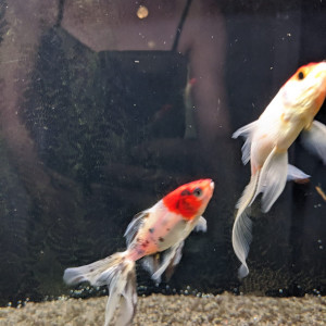 Don deux poissons rouges pour bassin