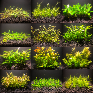 liste plantes aquarium dispo