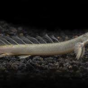 Polypterus senegalus