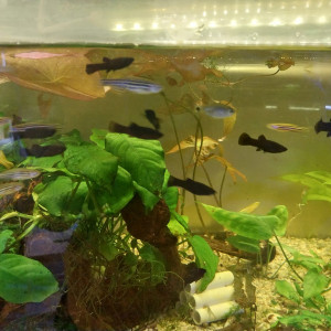 danio rerio - black molly - guppy bleue rorota - guppy yellow top sword