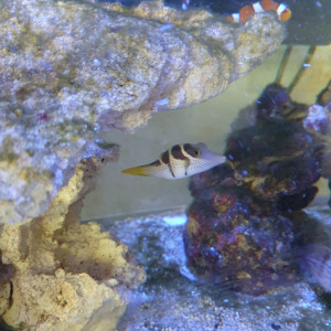 Vend poisson eau de mer dans le 68