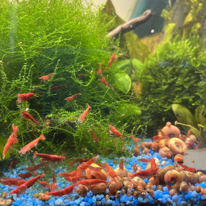 Crevettes Red Sakura