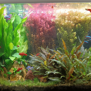 Plantes d'aquarium eau douce