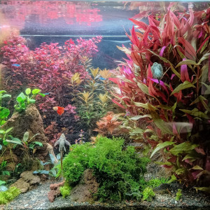 Plantes d'aquarium eau douce