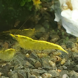 Crevettes juvéniles yellow neon