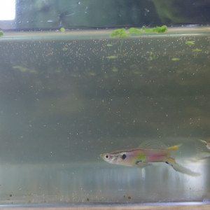 Guppys endler souche sauvage