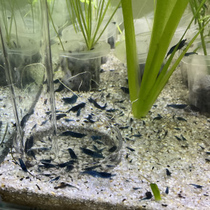 Crevettes blue velvet / blue dream