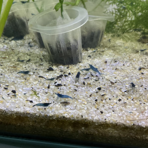 Crevettes blue velvet / blue dream