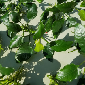 Anubias