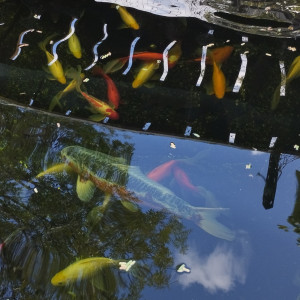 Vend POISSONS + POMPE
