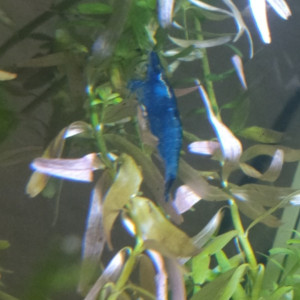 Neocaridina blue velvet