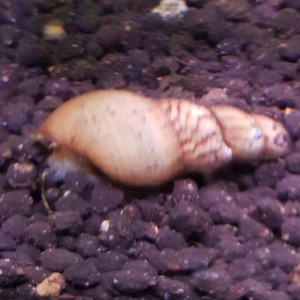 Vds escargots (Melanoīde tuberculatus et Planorbe).