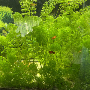 Aquarium 197L complet