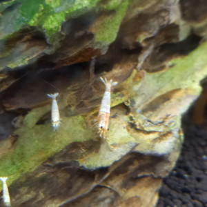 caridina snow golden / début red bolt