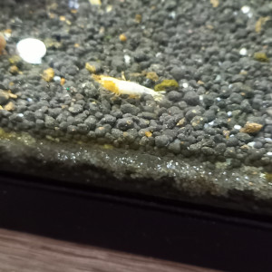 caridina snow golden / début red bolt