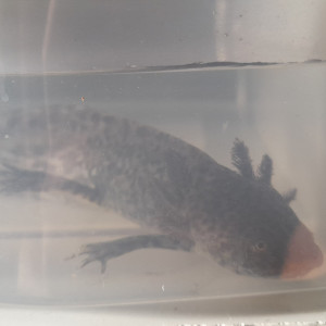 Axolotl Sauvage
