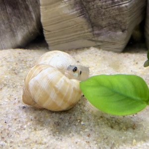 Néolamprologus ocellatus Juvéniles