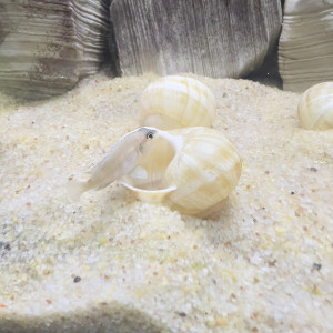 Néolamprologus ocellatus Juvéniles