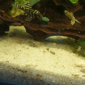 2 hypancistrus zebré