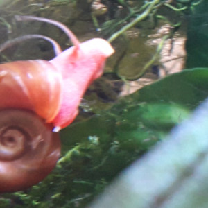 Escargots planorbes orange et bruns