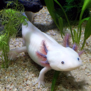 Recherche bébé axolotl leuci de 7cm