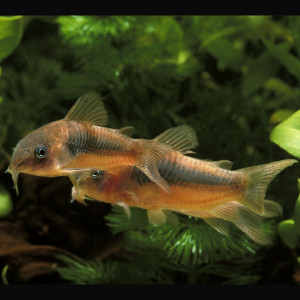 Corydoras Aeneus