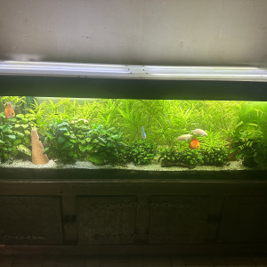 Aquarium 600 litre complet