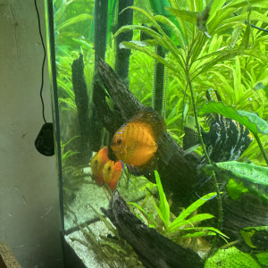 Discus