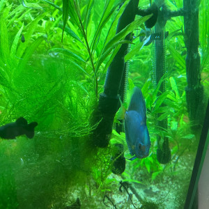 Discus