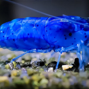 Vend poissons Danio reino zébré crevettes Blue velvet et corydoras paleatus et mélanoide