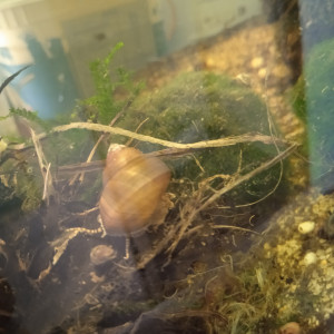 Escargot eau douce Filopaludina sumatrensis polygramma