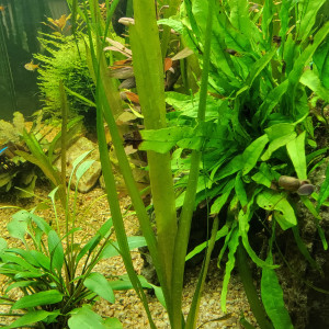 vallisneria gigantea plante aquarium