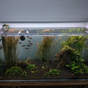Vends aquarium complet 112L (plantes, matériel)
