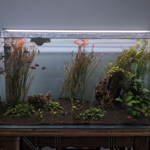 Vends aquarium complet 112L (plantes, matériel)